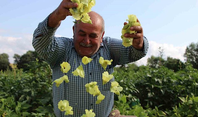 Amasya'nın 'tescilli sarı altını' çiçek bamyası altından daha kolay satılıyor