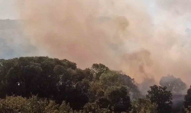 Anızdan ormana ve ayçiçeği tarlasına sıçrayan yangın söndürüldü
