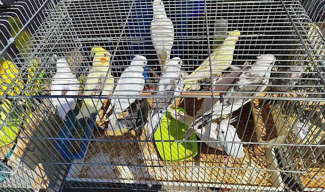 Antalya&#039;da kaçak papağan operasyonu: 16 kuşa el konuldu