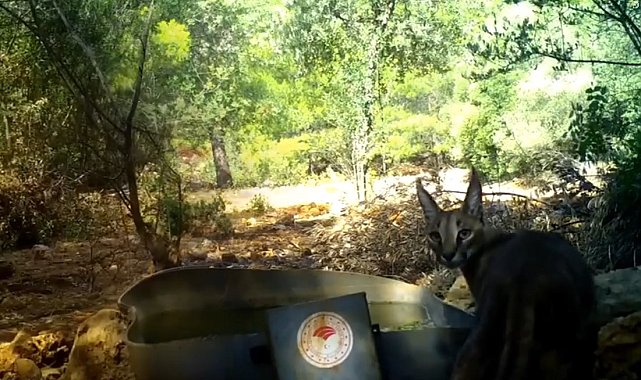 Antalya'da sıcak havandan etkilenen yaban hayvanlarına can suyu