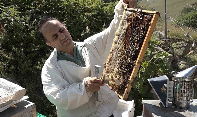 Anzer Balı'nda sağım tamamlandı
