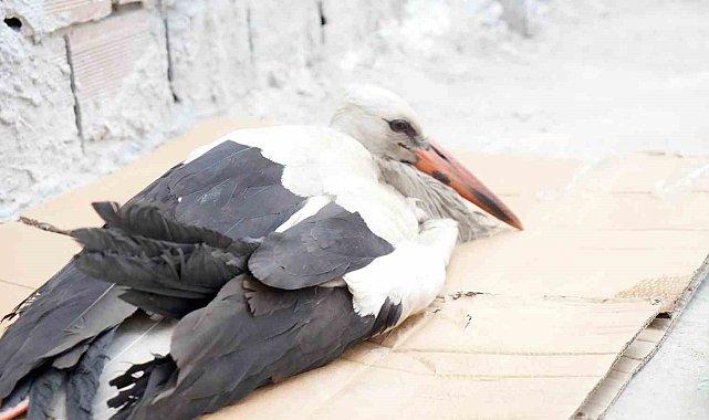 Arnavutköy'de akıma kapılarak yaralanan leyleğe, elektrik teknisyeni sahip çıktı