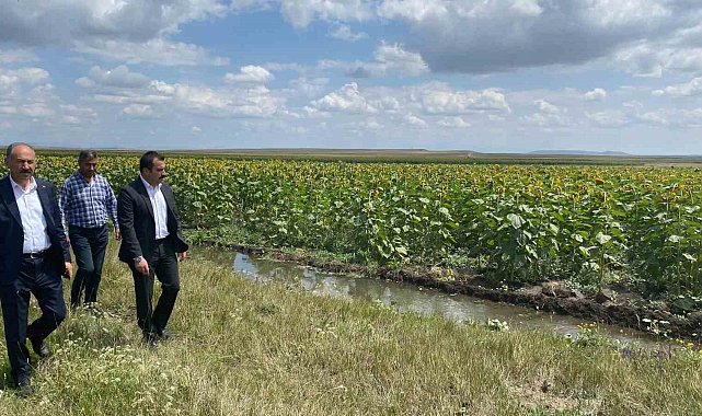 Arpaçay'da ayçiçekleri açtı