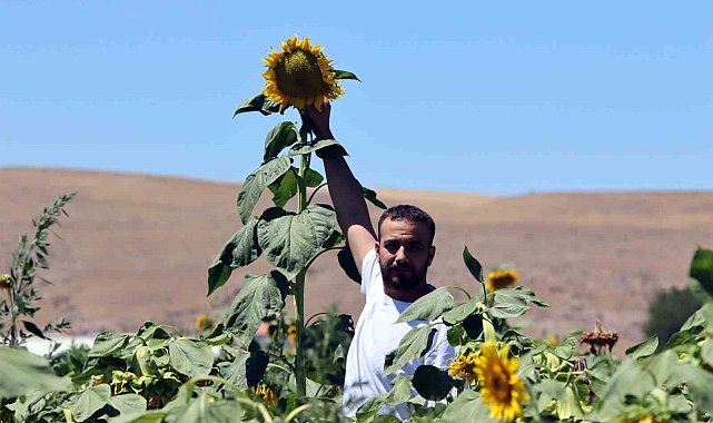 Ay çiçeği tarlalarında görsel şölen
