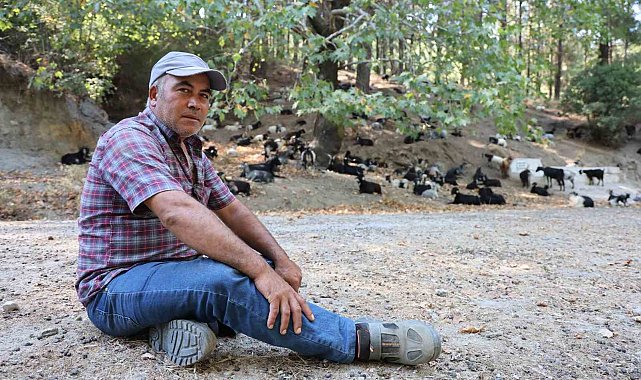 Aydın'da keçi sürüsü ve çoban azaldı, orman yangınları arttı