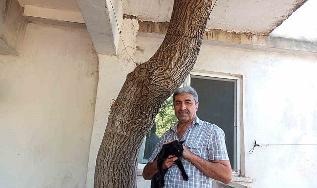 Baba yadigarı 45 yıllık dut ağacını kesmedi, evinin balkonundan geçirdi