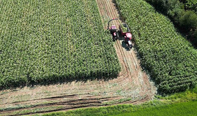 Bafra Ovası'nda 80 bin dekar alanda silajlık mısır hasadı başladı