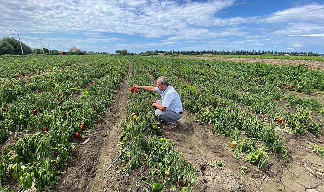Bafra Ovası'nda ani sağanak kabusu: "Zararımız çok büyük"