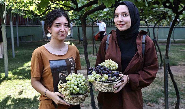 Bağcılar'da bağ bozumu zamanı