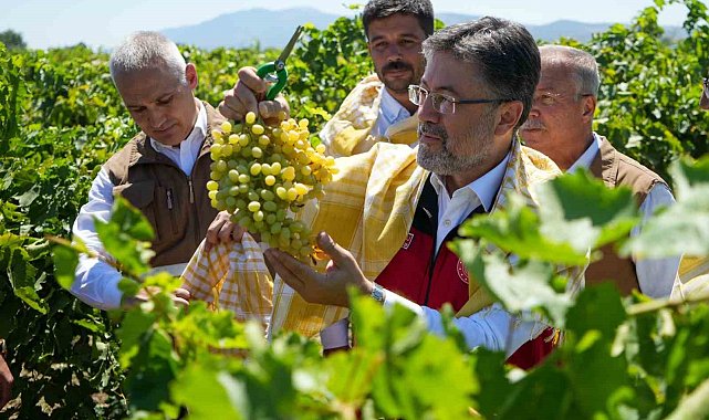 Bakan Yumaklı Manisa&#039;da üzüm hasat etti