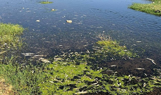 Balık ölümlerine neden olan fıstık ve zeytin yağı tesisine ceza