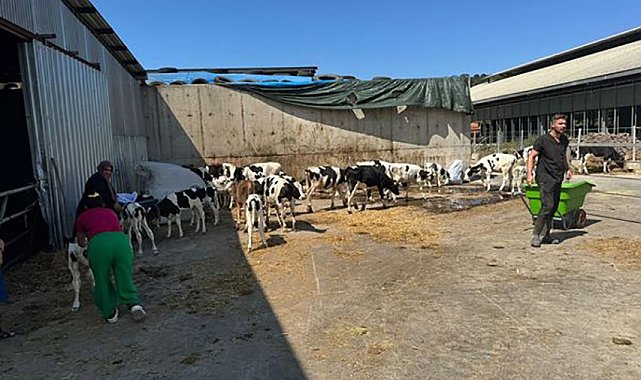 Balıkesir'de büyükbaş hayvan çiftliğinde yangın