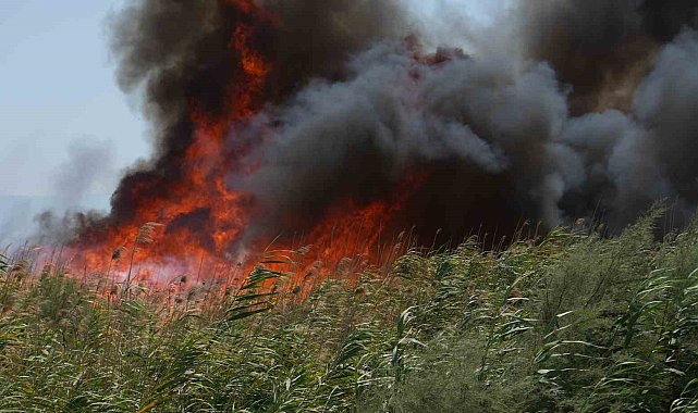 Balıkesir'de kuşların göç yolundaki sazlık alanda yangın