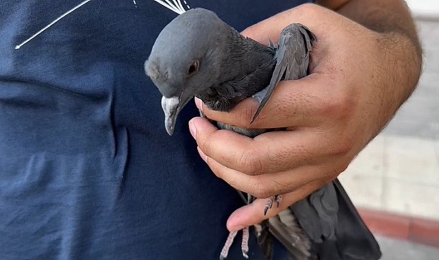 Balkon boşluğuna sıkışan güvercini itfaiye ekipleri kurtardı