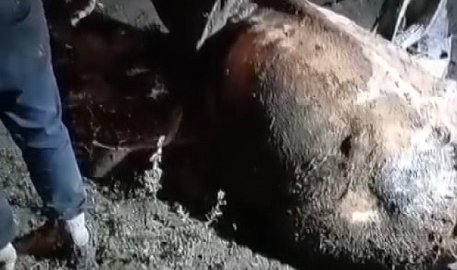 Bataklığa saplanan inek uzun uğraşlar sonucunda kurtarıldı