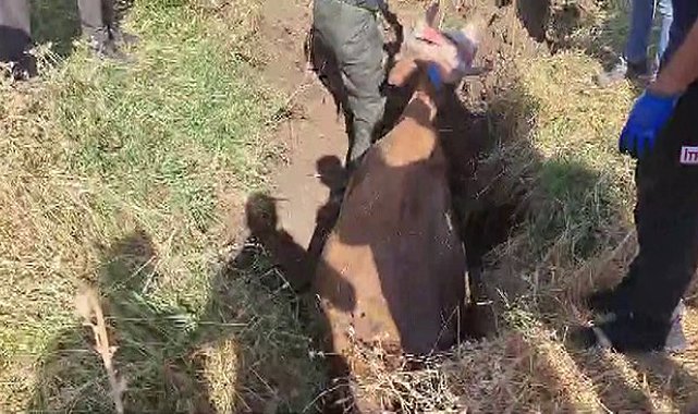 Batman'da bataklığa saplanan inek itfaiye ekipleri tarafından kurtardı