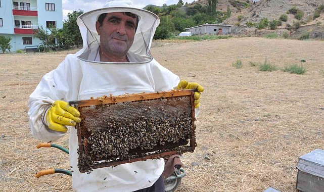 Batman'da organik kara kovan balında hasat başladı