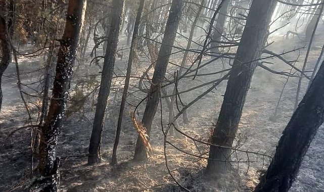 Bayat'taki orman yangını büyümeden söndürüldü