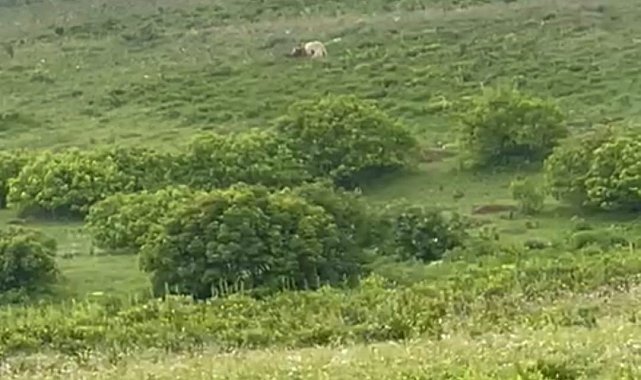 Beyaz Boz ayı görüntülendi