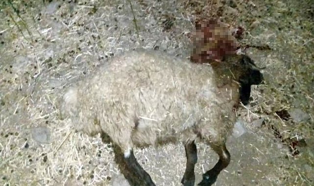 Beytüşşebap'ta koyun sürüsüne silahlı saldırıda 15 koyun telef oldu