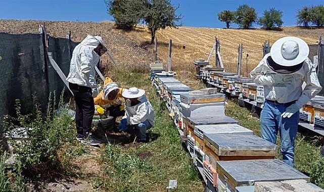 Bilecik'te bal üretimi 88 tondan 221 tona çıktı
