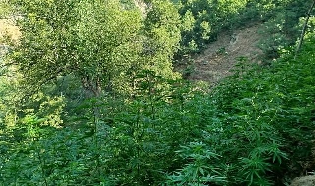 Bingöl'de 18 bin kök kenevir bitkisi ele geçirildi