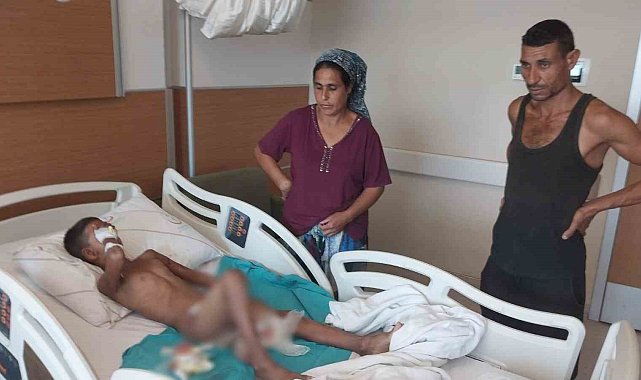 Bir köpek faciası daha