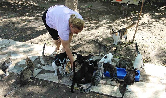 Bir sesine onlarca kedi koşuyor