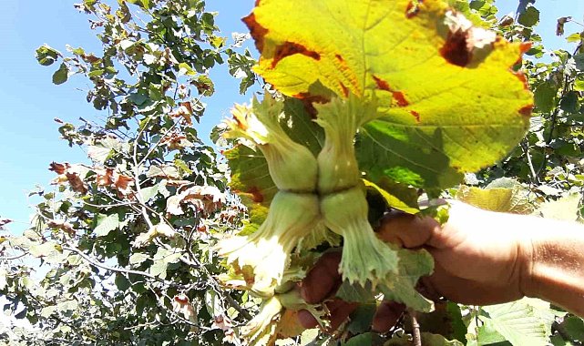 Bolu'da fındıkta hasat zamanı