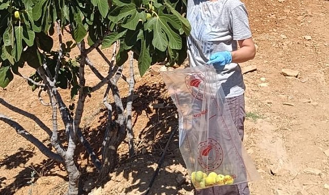 Bozdoğan'da incir üreticilerine hasat öncesi pestisit denetimi