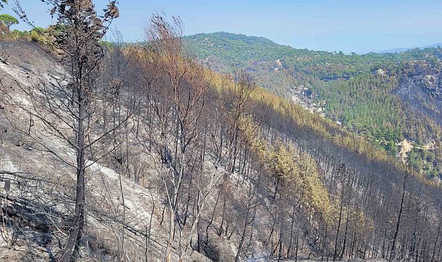 Bozdoğan'da yeşil siyaha döndü