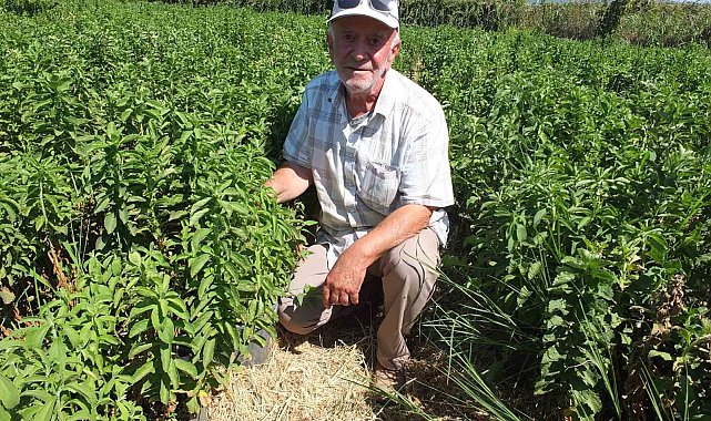 Burhaniye Stevia üretim merkezi oldu