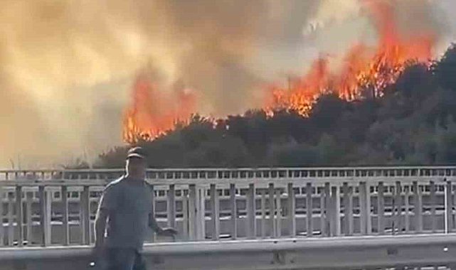 Bursa'da barakadan çıkan yangın zeytinlik alana sıçradı