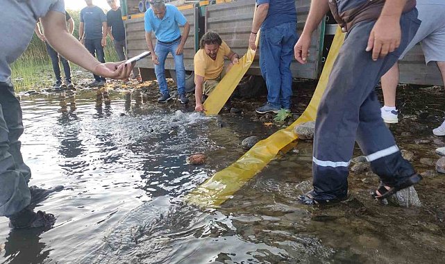 Bursa'da göl ve göletlere 3 milyon 350 bin yavru sazan bırakıldı