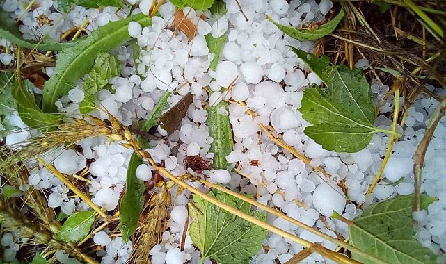 Çameli&#039;nde şiddetli dolu ekili arazilere zarar verdi