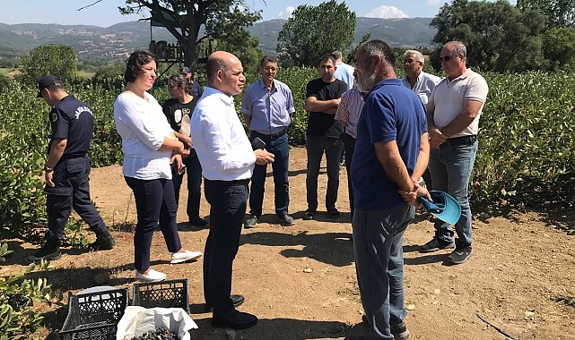 Çan Kaymakamı Dr. Nebioğlu Aronya Tarlasını Gezdi