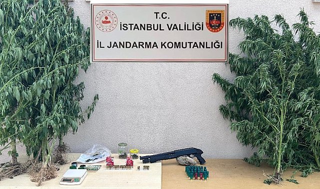 Çatalca'da jandarmanın baskın yaptığı evden 50 kök kenevir ele geçirildi
