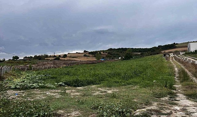 Çatalca'da kavun tarlalarına dadanan domuzlar çiftçileri canından bezdirdi