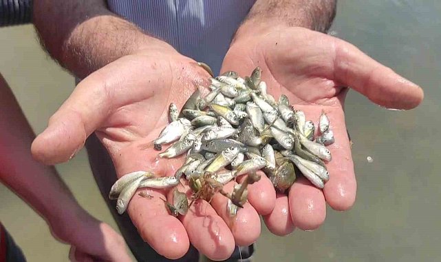 Çekerek Barajı'na 800 bin yavru sazan bırakıldı