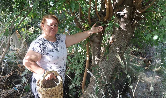 Çiftçi kadın, incir toplarken bir buçuk metrelik engerek yılanıyla karşılaştı