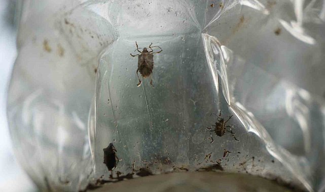 Çiftçinin baş belası kahverengi kokarca, nemi seviyor
