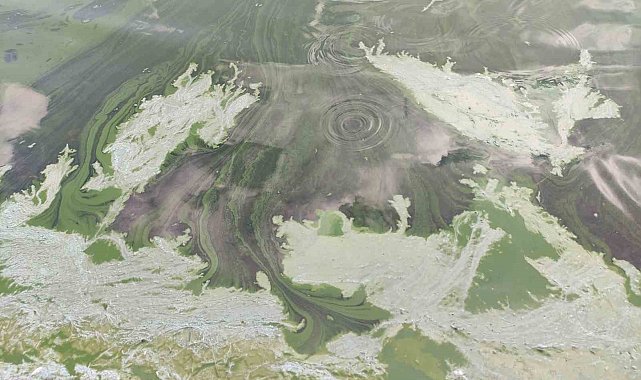 Çıldır Gölü'nde alg patlaması yaşandı: Göl yeşil renge büründü