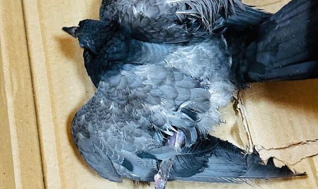 Cizre'de kız çocuğunun yaralı bulduğu 'kaya güvercini' tedavi altına alındı