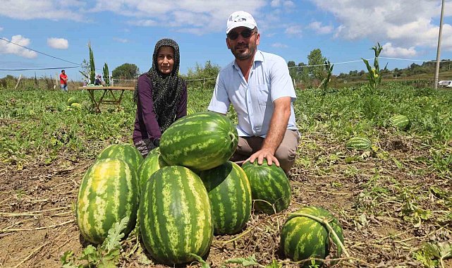 Coğrafi işaretli Kandıra karpuzunda hasat zamanı