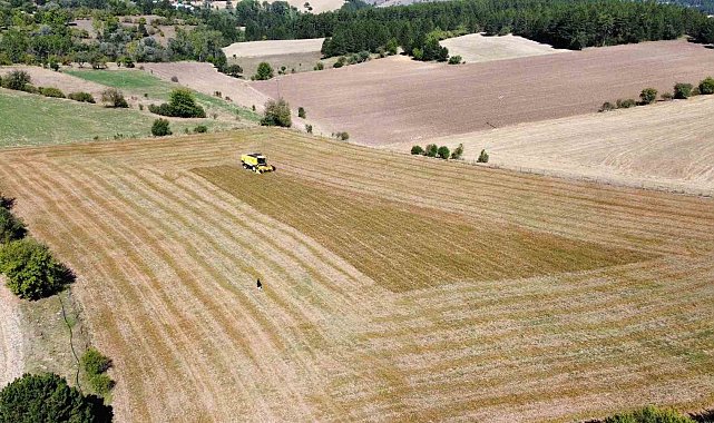 Çölyak hastalarının besin kaynağı karabuğdayın hasadı başladı