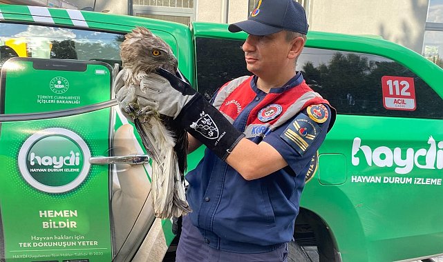 Çorum'da bitkin halde bulunan kartal koruma altına alındı