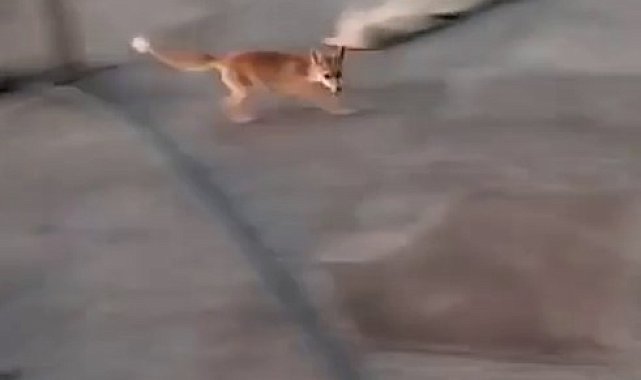 Dama çıkan tilki ile ev sahibinin ilginç anları