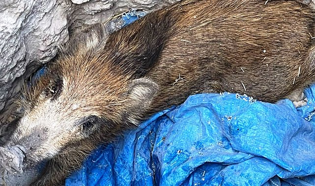 Define avcılarının açtığı çukura düşen domuz yavrusu kurtardı