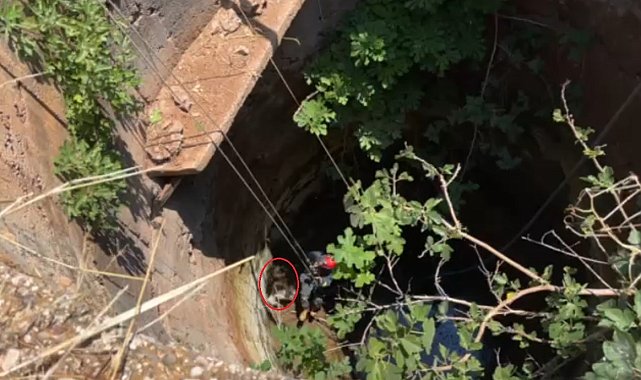 Demre'de 10 metrelik kuyuya düşen köpek, itfaiye operasyonuyla kurtarıldı