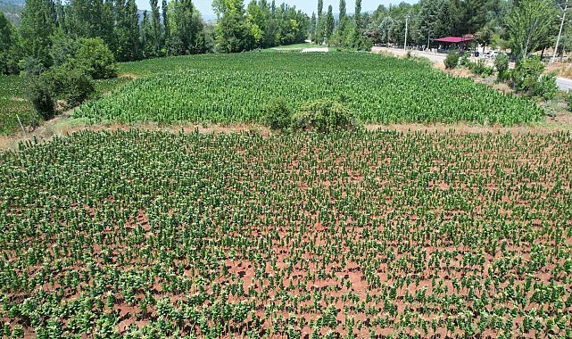 Denizli'de kuraklık nedeniyle tütün üretimi 3'te 2 oranında düştü